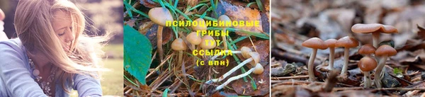 spice Вяземский